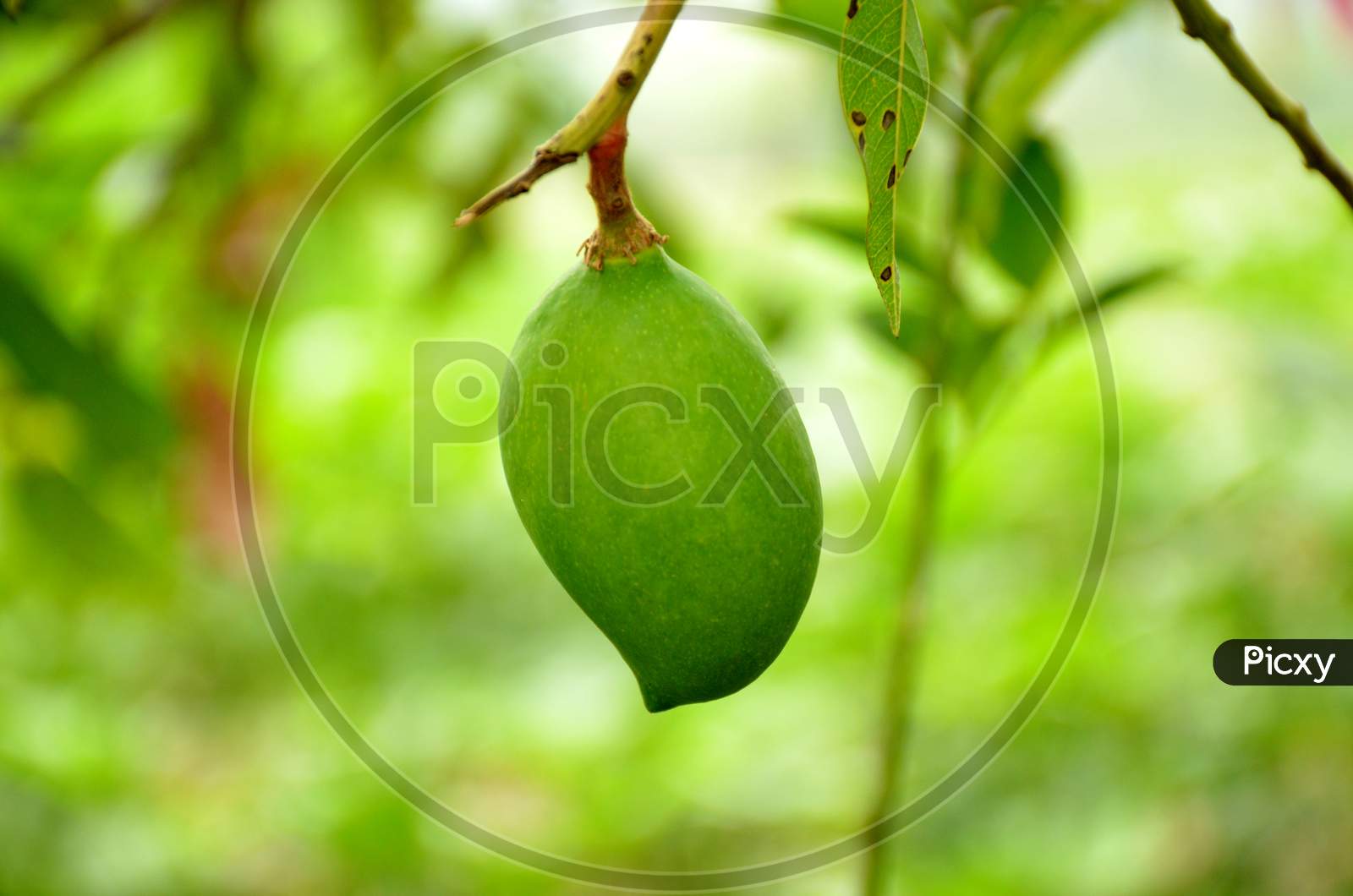 the ripe green mango with branch