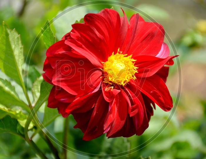 red dahlia flower in the guarden.