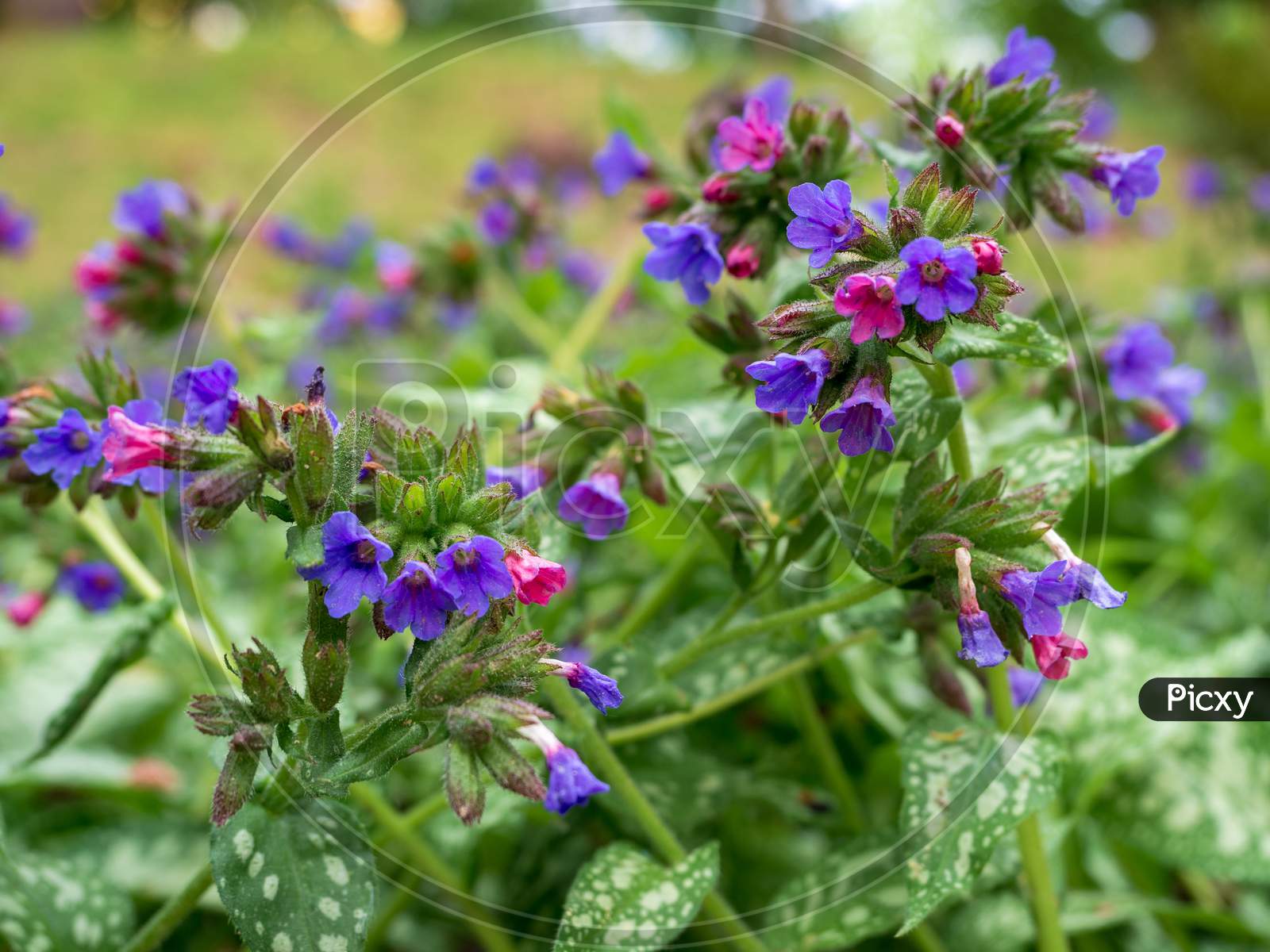 Close-Up Of Blooming Common Lungwort Flowers During Spring. Pulmonaria Officinalis