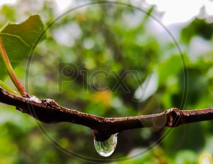 A close up shot of water droplet hanging in a branch of a tree