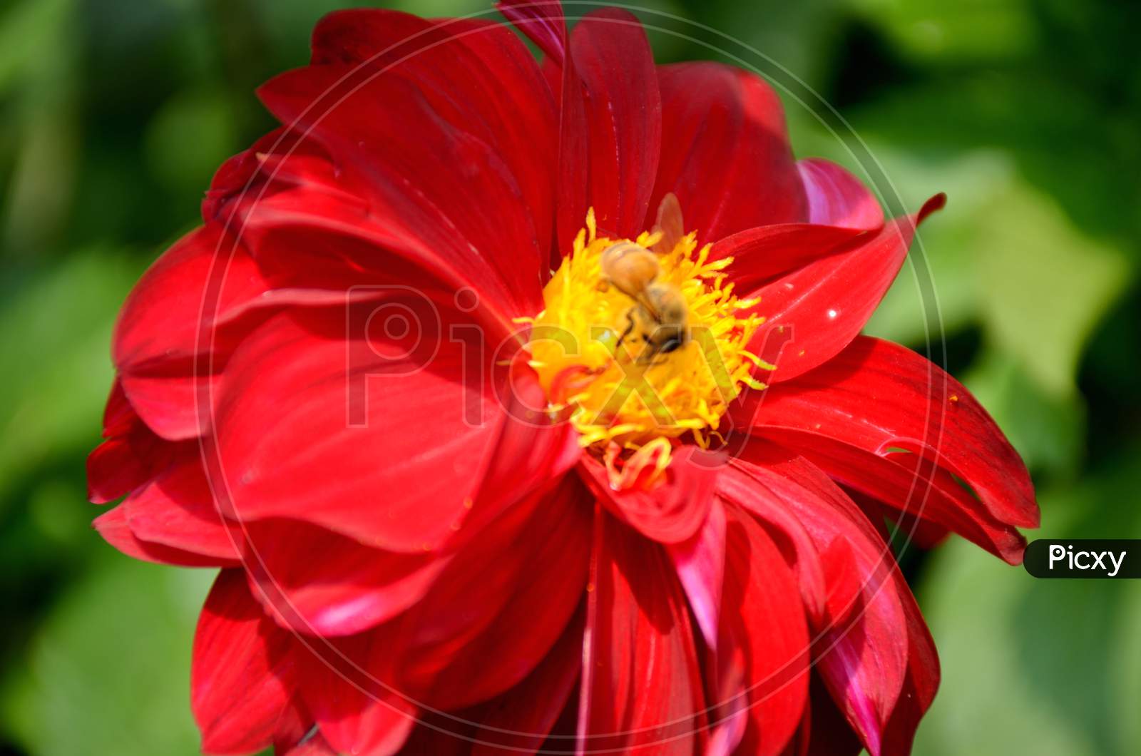 beautifull red colour dahlia flower in side honeybee.