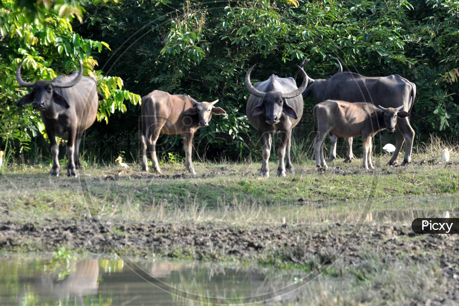Wild Buffalos Take Shelter On A Highland, In A Flood Affected Area Inside The Pobitora Wildlife Sanctuary, In Morigaon District, Tuesday, June 30, 2020.