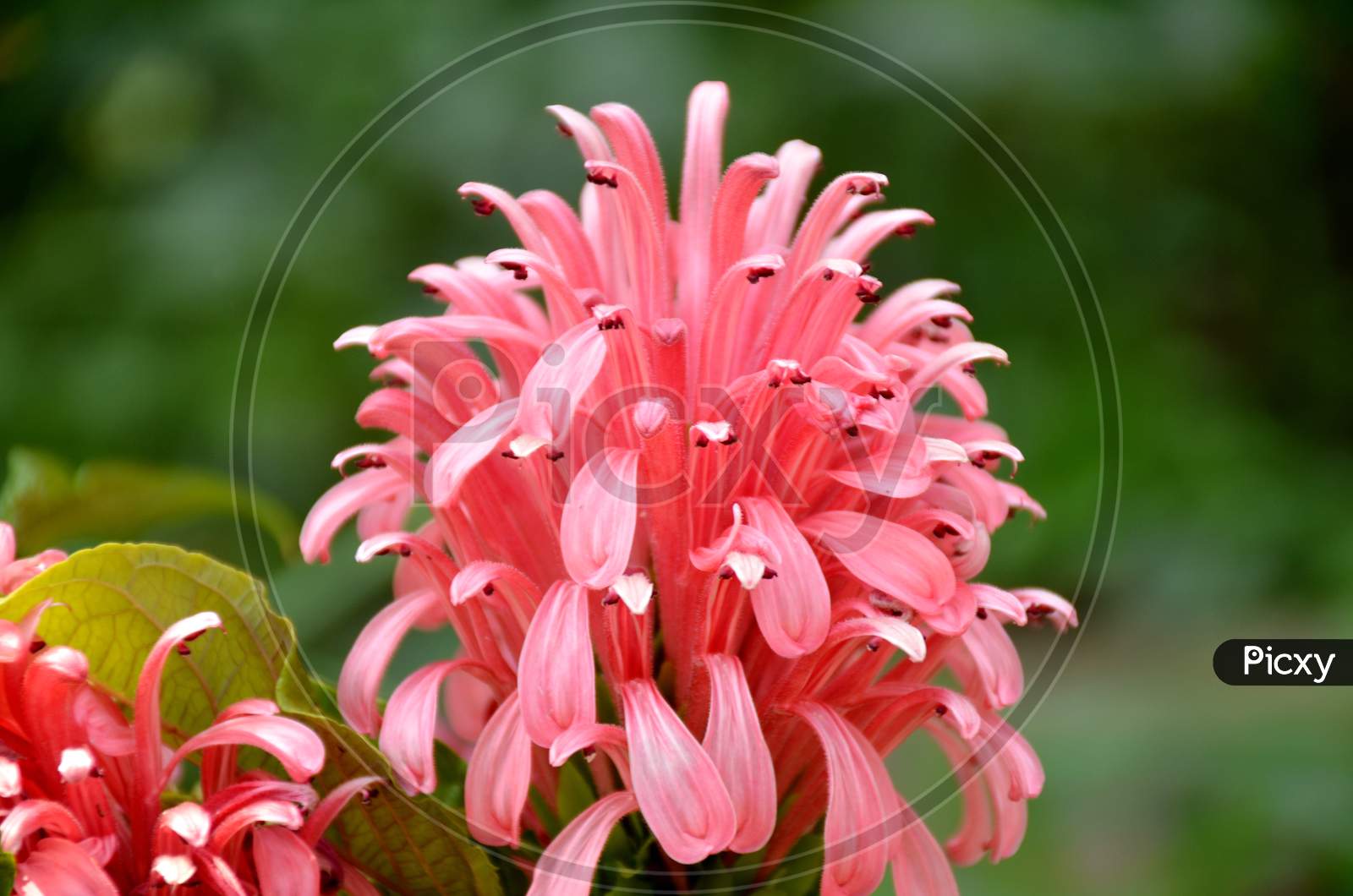 the beautifull pink colour flower in the guardan.