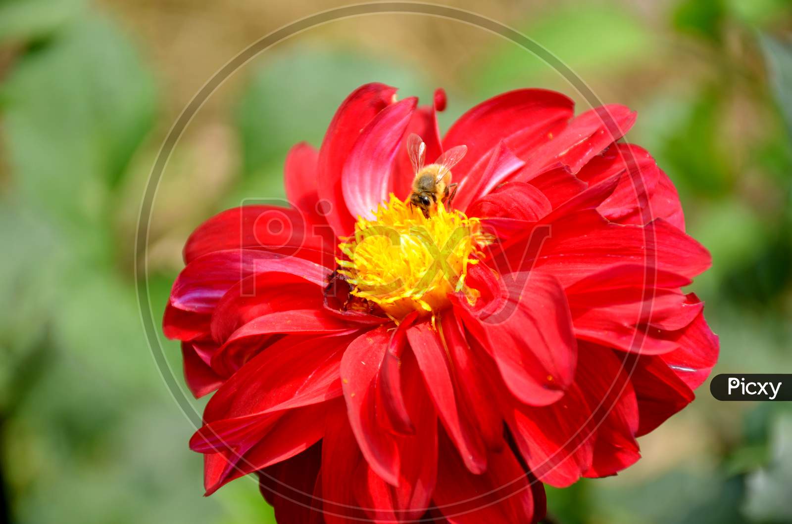 red dahlia flower in side honeybee.