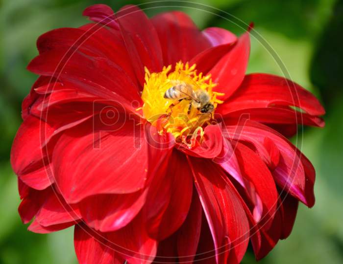 the red dahlia flower in the guardan