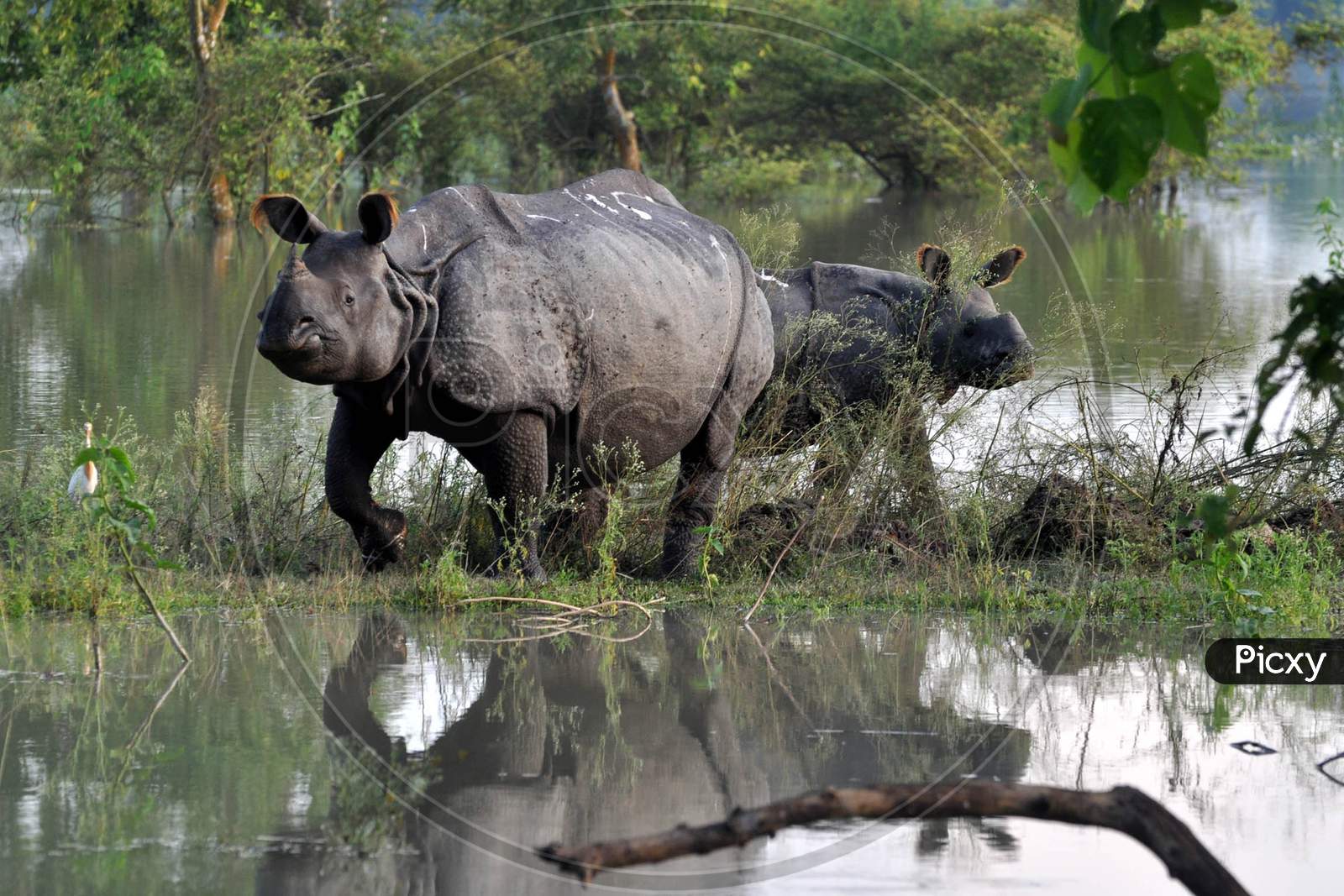 Rhino take Shelter on a highland, in a flood Affected Area Inside The Pobitora Wildlife Sanctuary, In Morigaon District, Tuesday, June 30, 2020. .Rhino take Shelter on a highland, in a  flood Affected Area Inside The Pobitora Wildlife Sanctuary, In Morigaon District, Tuesday, June 30, 2020. .