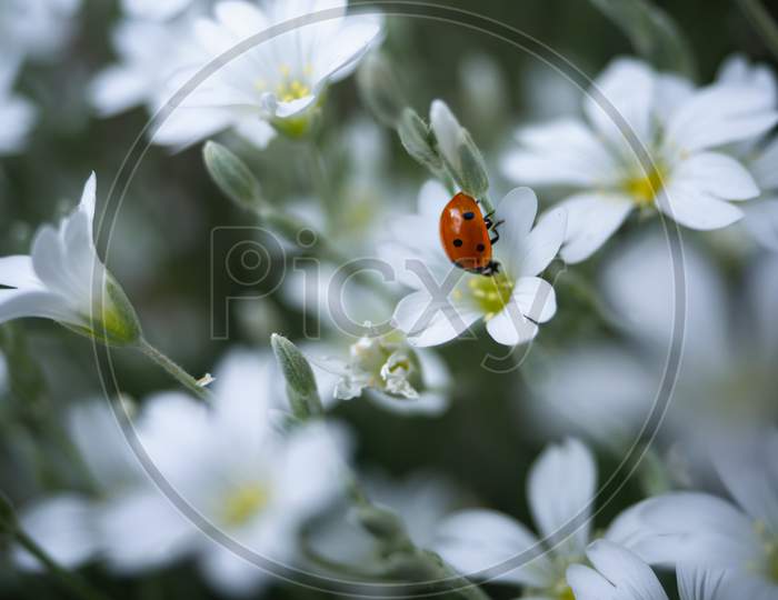 Close-Up Of A Single Seven-Spot Ladybird On The Field Chickweed Flower.