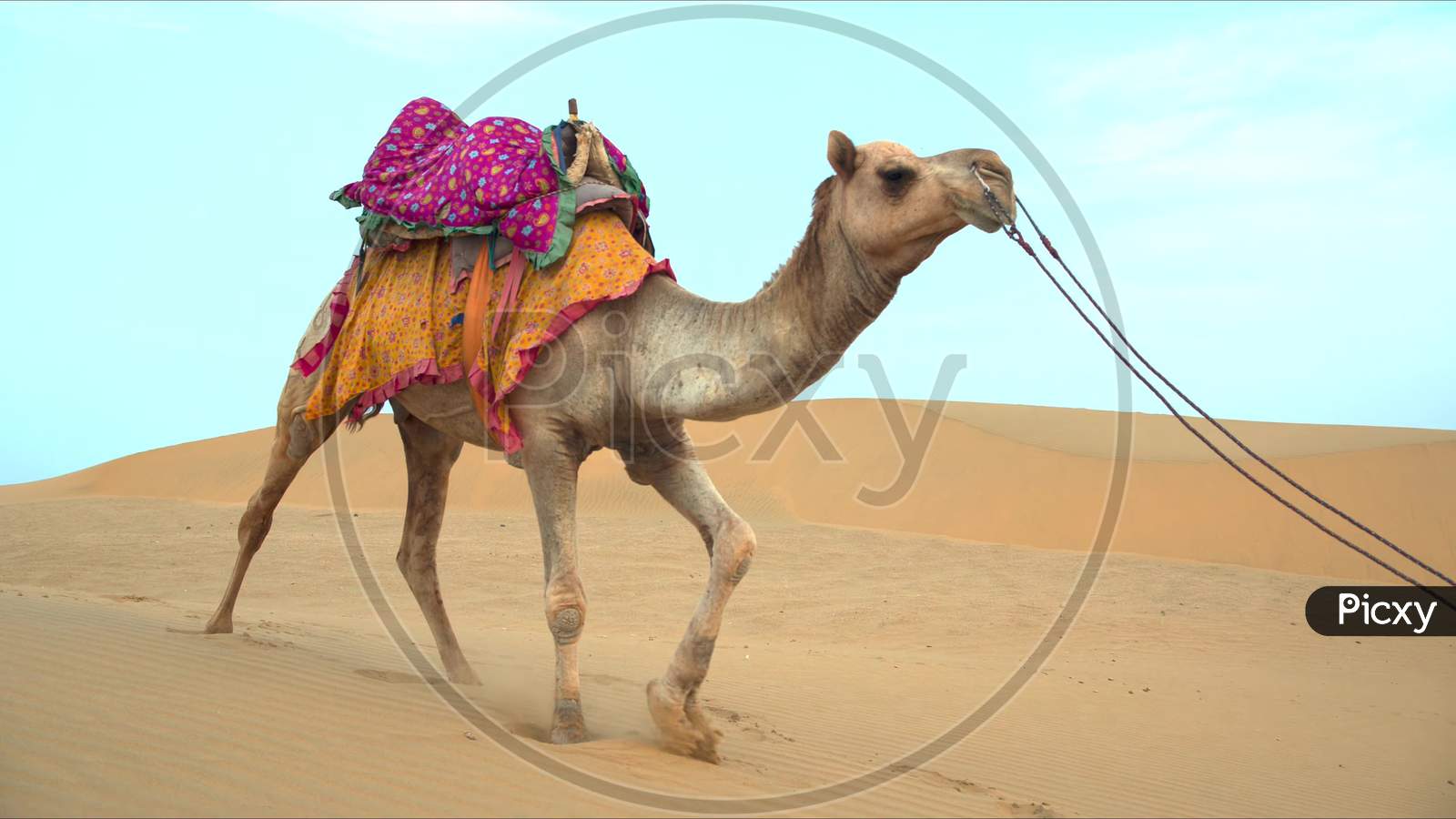 Free: Camel With Multicolored Saddle - nohat.cc