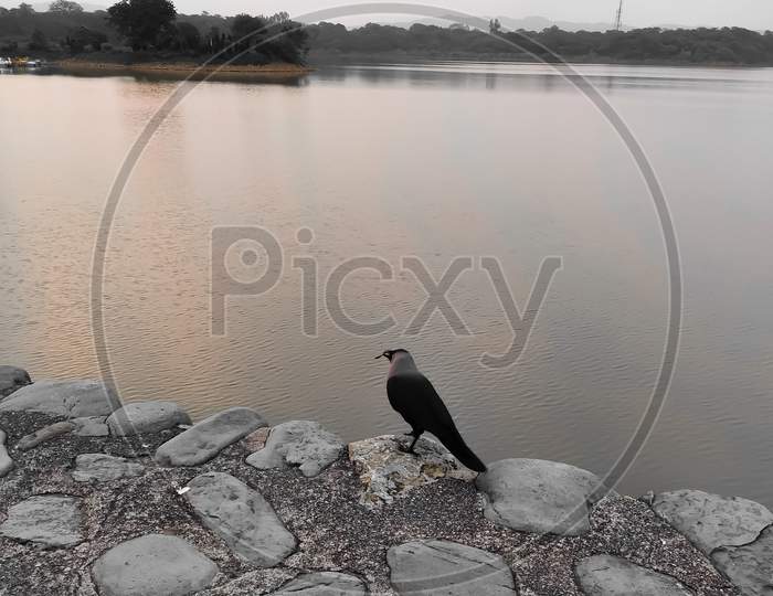 A crow on the bank of Sukhna lake Chandigarh during lockdown period.