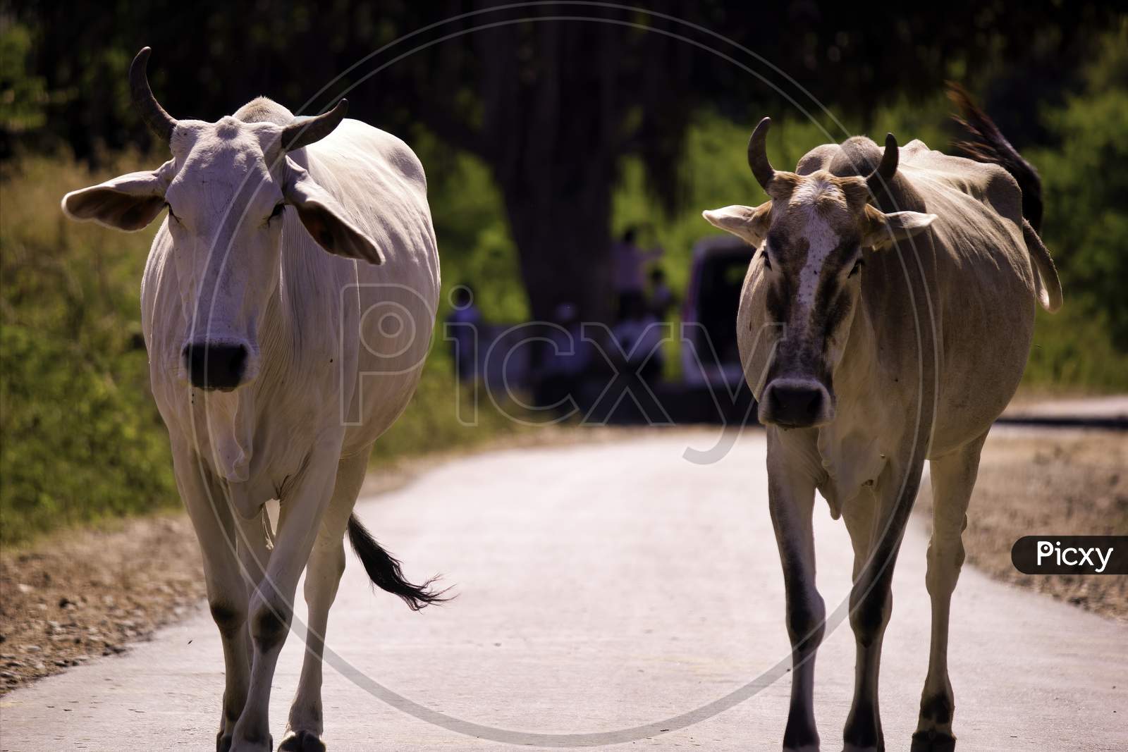 Two Cows With Horns Walking On A Street Of Rajasthan, India