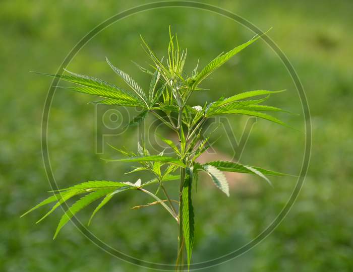 the green marijuana plant in the field