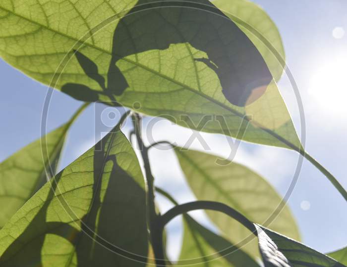 Selective Focus And Bokeh On Green Avocado Leaves And Blue Sky