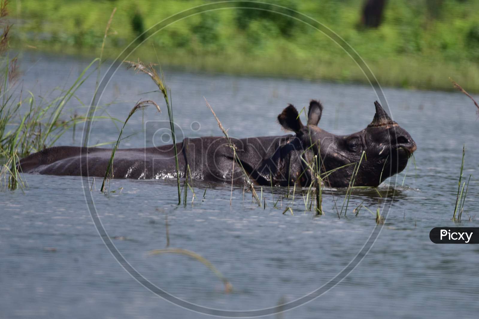 One-Horned Rhinos Wades Through Flooded Kaziranga National Park Following Incessant Rain, In Nagaon District Of Assam On June 30,2020.