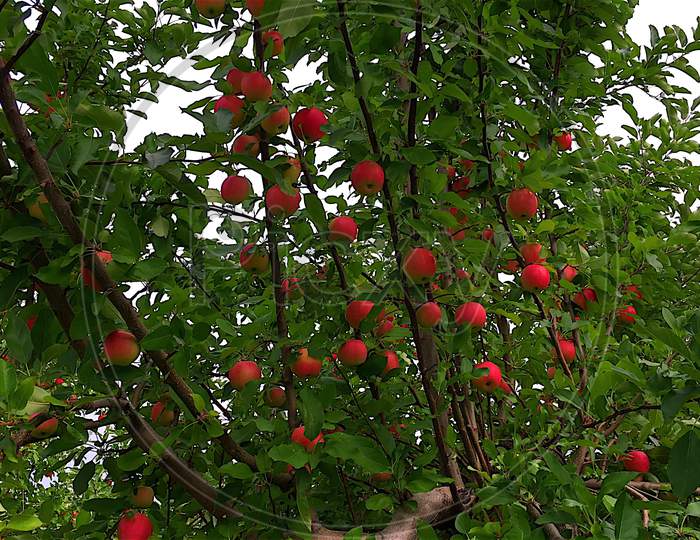 BEAUTIFUL VIEW OF APPLE'S ON A TREE