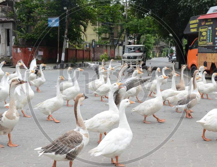 A Flock Of Geese Walk On A Deserted Road During The Lockdown In Guwahati On July 1,2020.