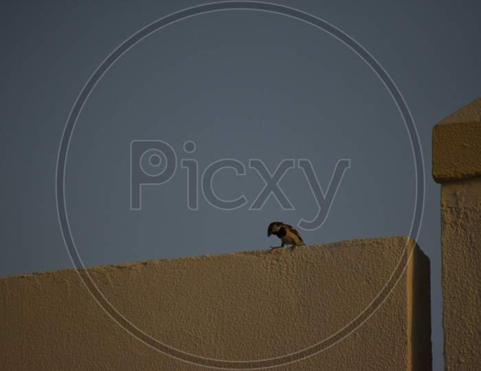 House Sparrow Sitting In The Wall And Sky In The Background.
