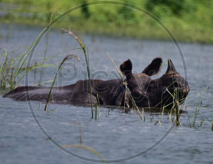 One-Horned Rhinos Wades Through Flooded Kaziranga National Park Following Incessant Rain, In Nagaon District Of Assam On June 30,2020.