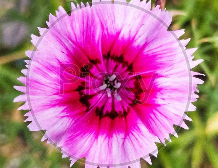 Maiden pink flower head, closeup