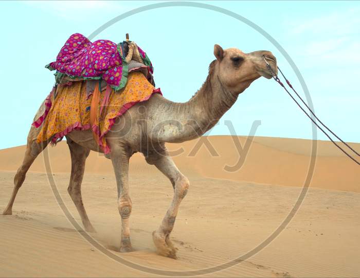BEAUTIFUL PICTURE OF A CAMEL