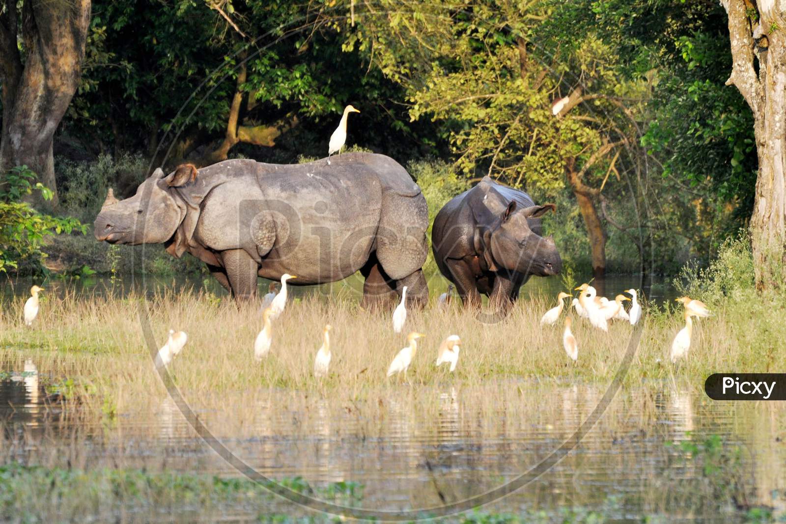 One-Horned Rhino With Its Calf Takes Shelter At A Higher Land, Following Flooding In The Low-Lying Areas Of Pobitora Wildlife Sanctuary, In Morigaon District, Tuesday, June 30, 2020.