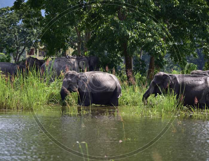 A Herd Of Wild Elephant  Takes Shelter At A Higher Land, Following Flooding At Kaziranga National Park  In Nagaon District Of Assam Tuesday, June 30, 2020.