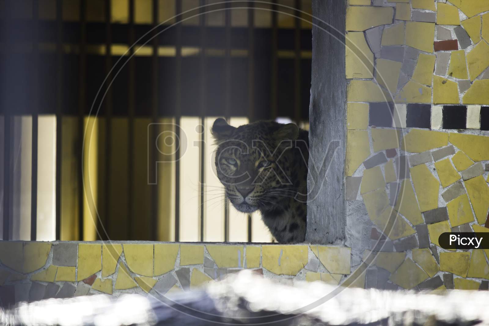 Krakow, Poland - June 07, 2014: A Leopard Staring Through A Concrete Brick House In A Zoo