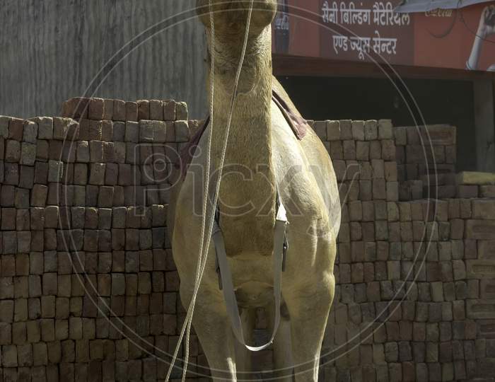 Rajasthan, India - October 06, 2012: A Front View Of A Domestic Camel In Rajasthan Tied In Front Of A Commercial Shop