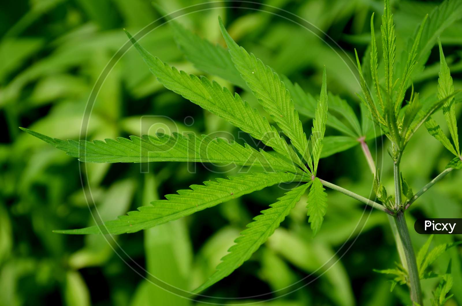 the green marijuana plant with leaves