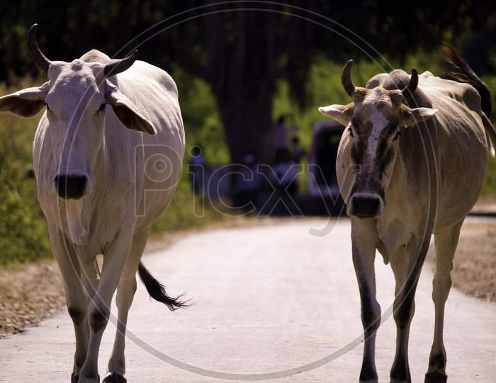 Two Cows With Horns Walking On A Street Of Rajasthan, India