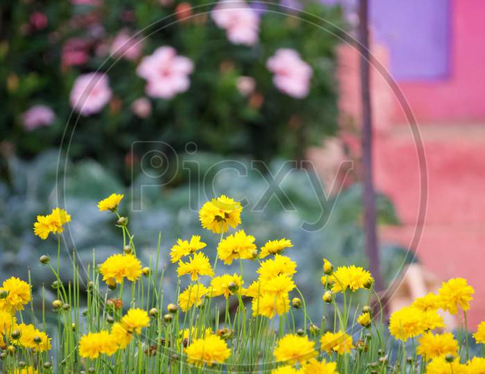 Yellow flower in the garden with green leaf