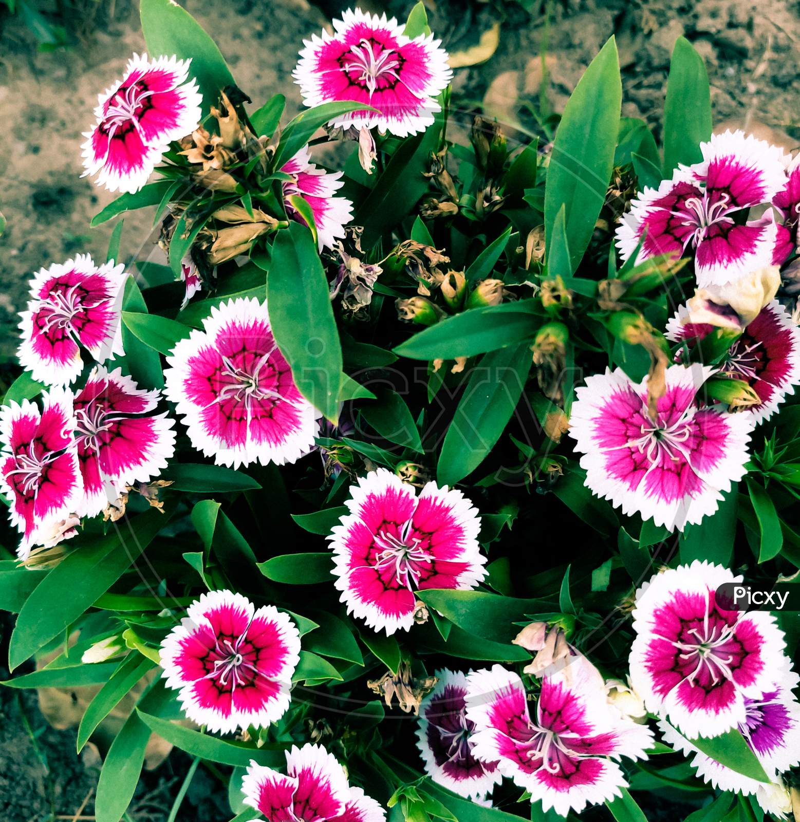 Dianthus chinensis, commonly known as rainbow pink or China pink  is a species of Dianthus