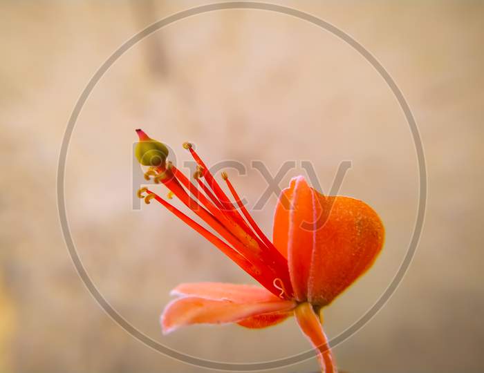 Image of Capparis decidua Flowers blooming in summer-GH115509-Picxy