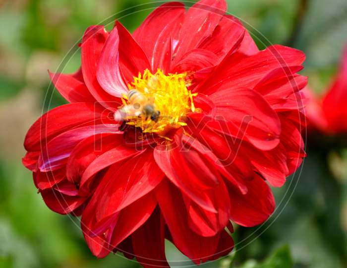 beautiful red dahlia flower in side honeybee.