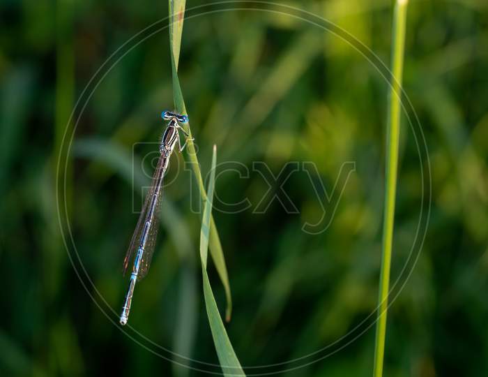 Close-Up Of Male Azure Damselfly Sitting On A Blade Of Grass.