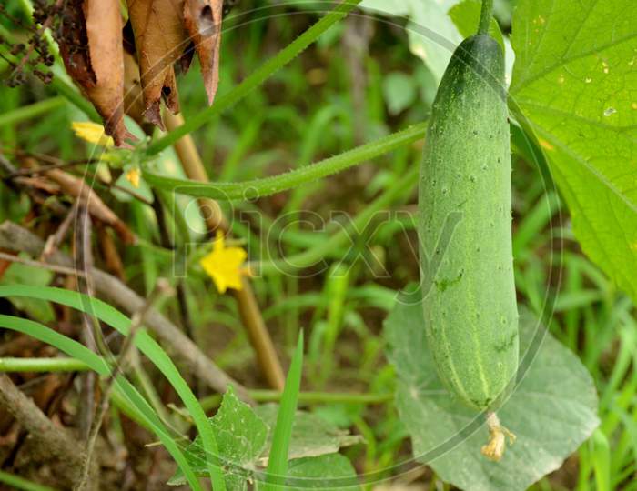 the ripe green cucumber on vine with leaves and flowers.