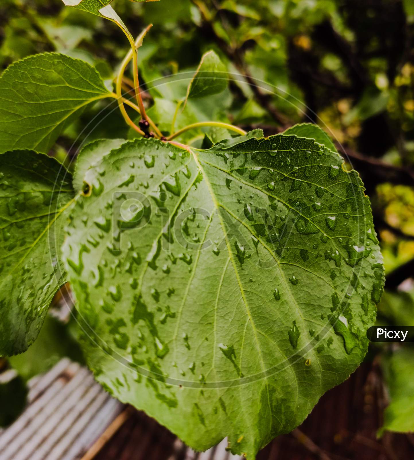 A close up shot of a apricot tree leaf wet in the rain
