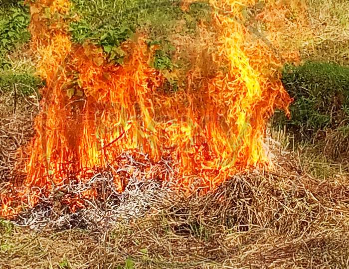 Flame fire in forest of near village