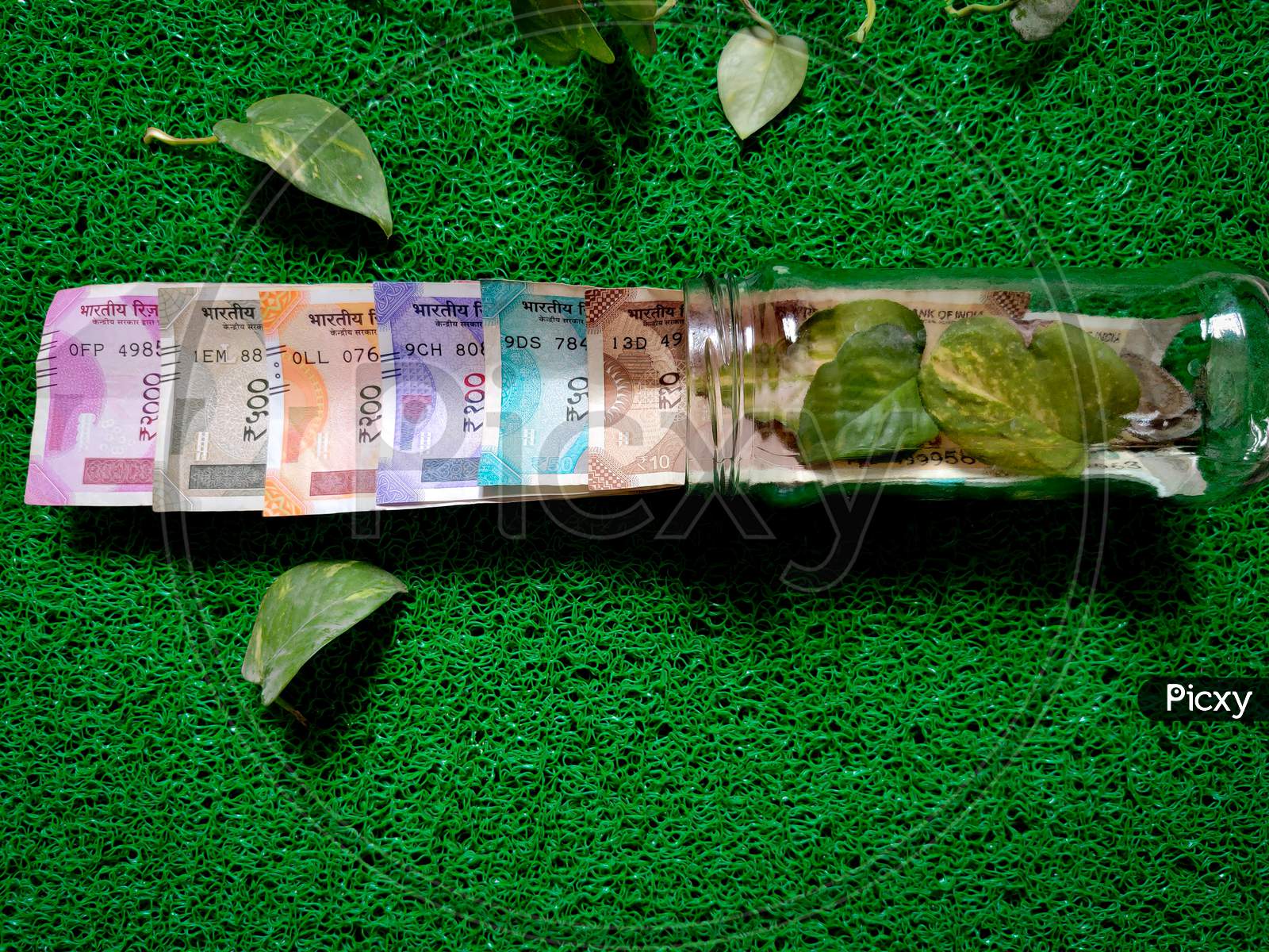 Different Set Of Indian Rupees Kept In Glass Bottle With Money Plants Covered. Isolated On Green Background. Daylight