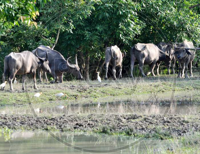 Wild Buffalos Take Shelter On A Highland, In A Flood Affected Area Inside The Pobitora Wildlife Sanctuary, In Morigaon District, Tuesday, June 30, 2020. .