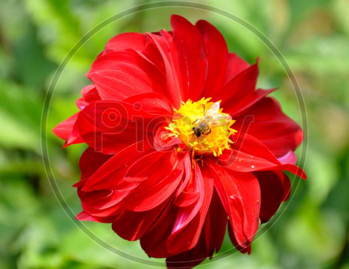beautifull red flower of dahlia in side honeybee.