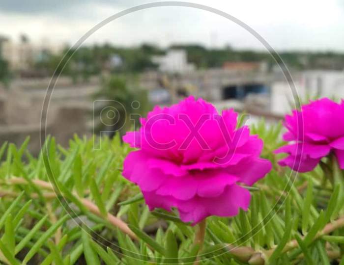 Laxmanbooti Flower / Table Rose / Dupehar Buti / Portulaca Grandifolia