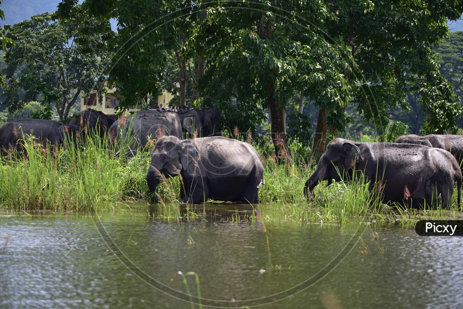 A Herd Of Wild Elephant  Takes Shelter At A Higher Land, Following Flooding At Kaziranga National Park  In Nagaon District Of Assam Tuesday, June 30, 2020.