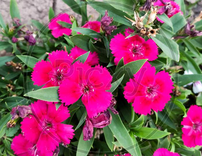 Dianthus deltoides, the maiden pink, is a species of Dianthus.