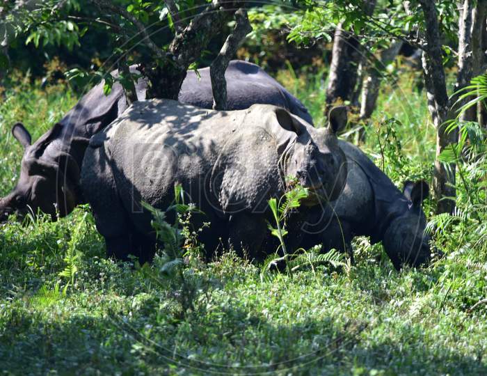One-Horned Rhinos Take Shelter At A Higher Land, Following Flooding At Kaziranga National Park  In Nagaon District Of Assam Tuesday, June 30, 2020.