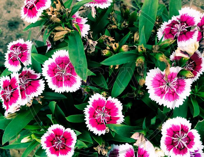 Dianthus chinensis, commonly known as rainbow pink or China pink  is a species of Dianthus