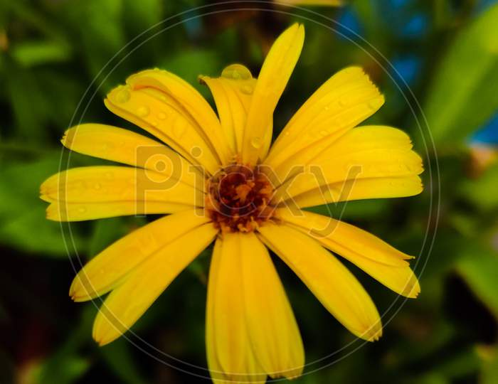 A close shot of tickseed yellow flower with water droplets on the petals