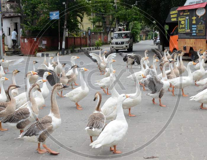 A Flock Of Geese Walk On A Deserted Road During The Lockdown In Guwahati On July 1,2020.