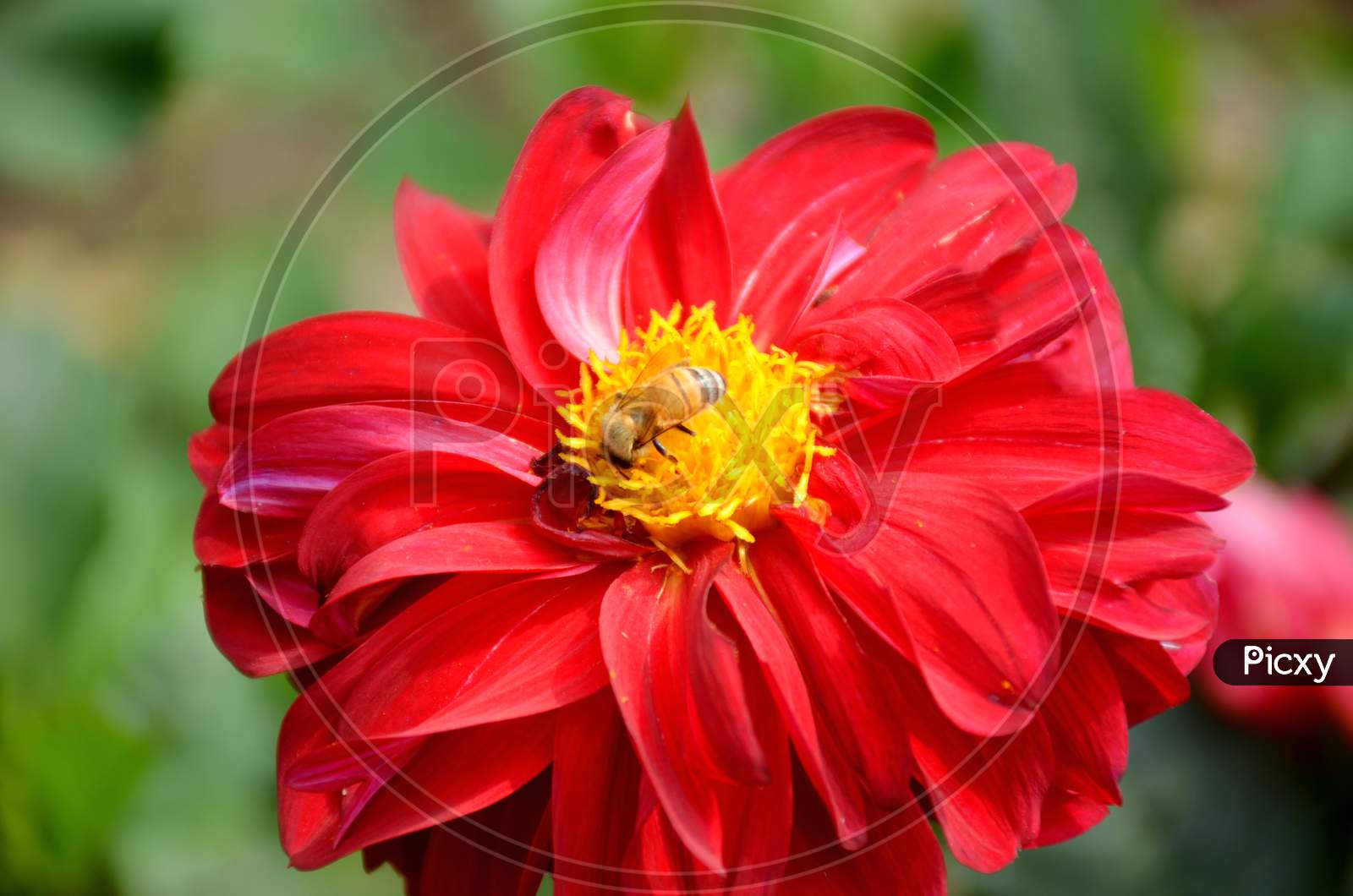 beautifull red dahlia flower in side honeybee.