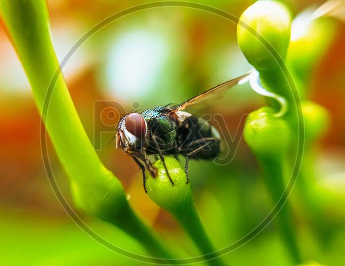 A macro shot of housefly