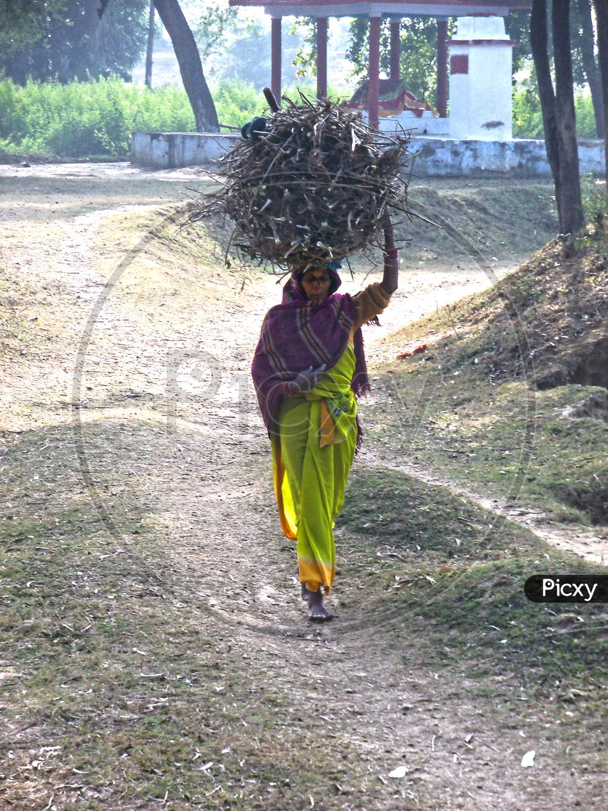 A poor lady carry dry woods for cooking